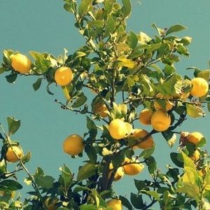 Meet your Posher, Lila